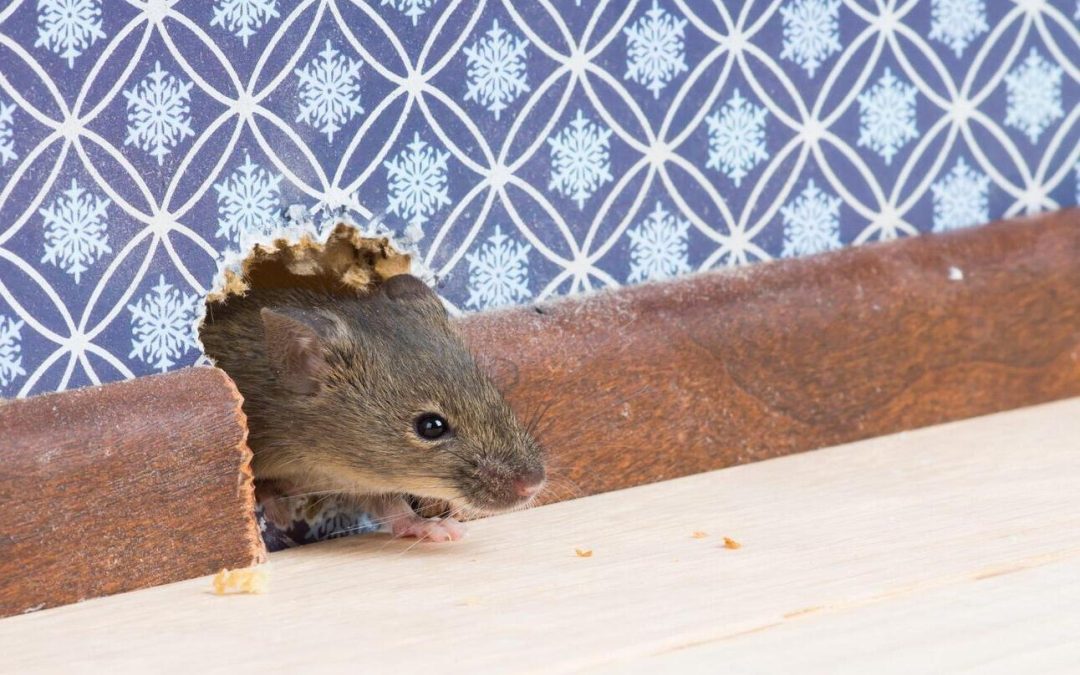 Souris dans les murs