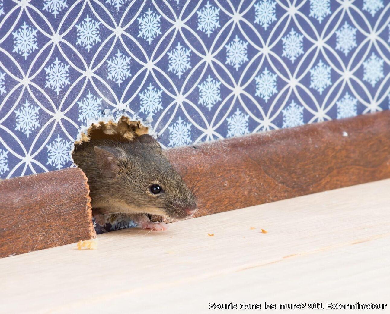 Souris dans les murs